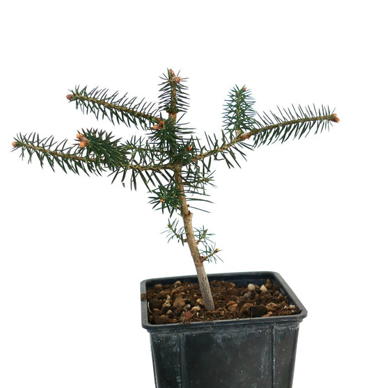 Abies cephalonica young conifer seedling with needle-like leaves in black nursery pot
