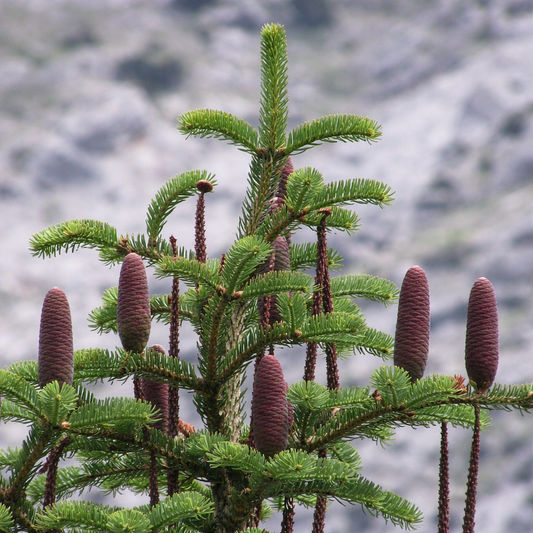Abies cilicica