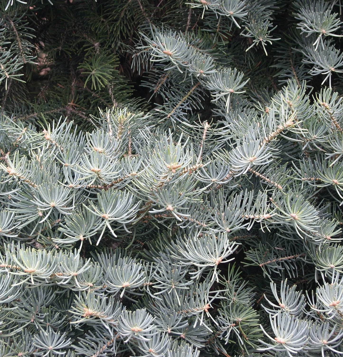 Abies concolor