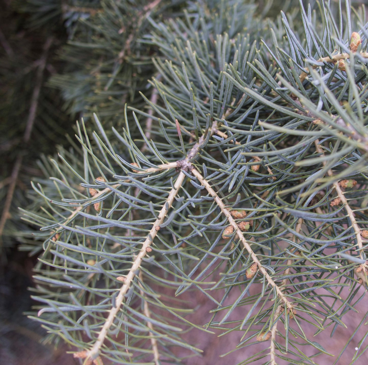 Abies concolor