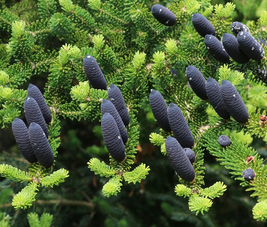 Abies homolepis SEEDS