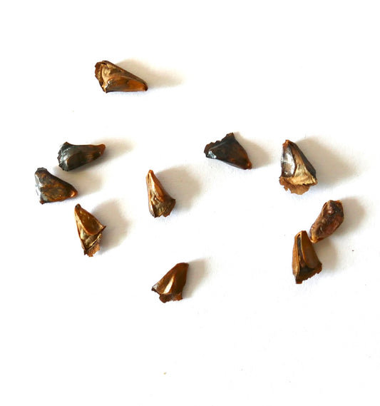 Abies homolepis SEEDS