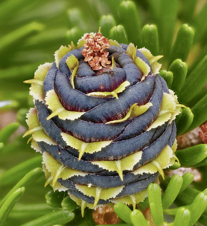 Abies koreana 20-45cm