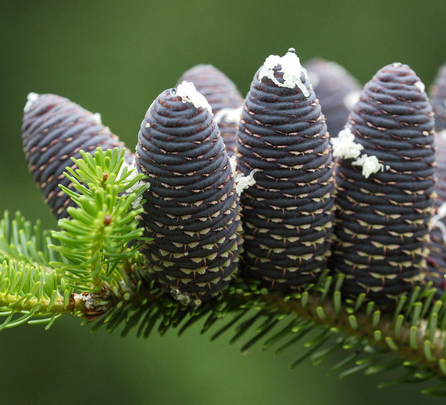 Abies koreana 20-45cm