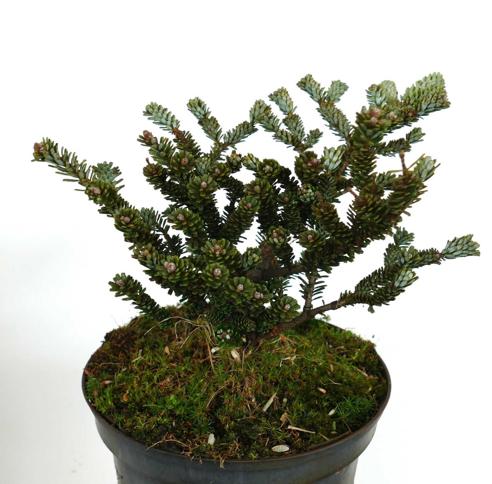 Abies koreana compact dwarf conifer with dense green needle clusters in pot