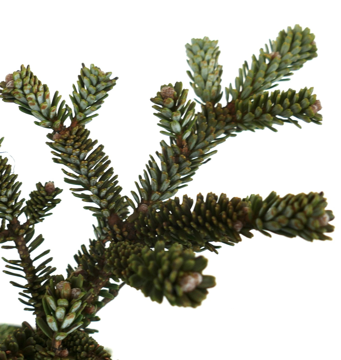Abies koreana dense evergreen branches with short blue-green needles and brown buds