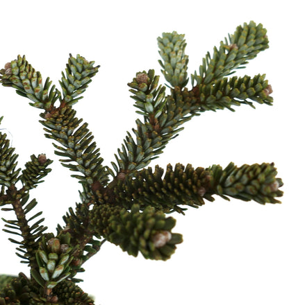 Abies koreana dense evergreen branches with short blue-green needles and brown buds