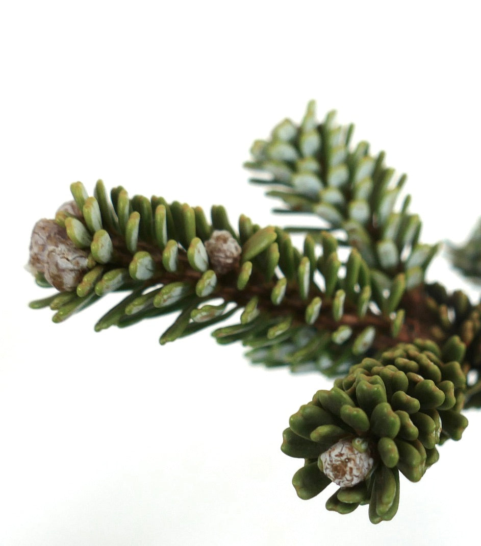 Abies koreana dense green needle clusters with small brown cones close-up detail