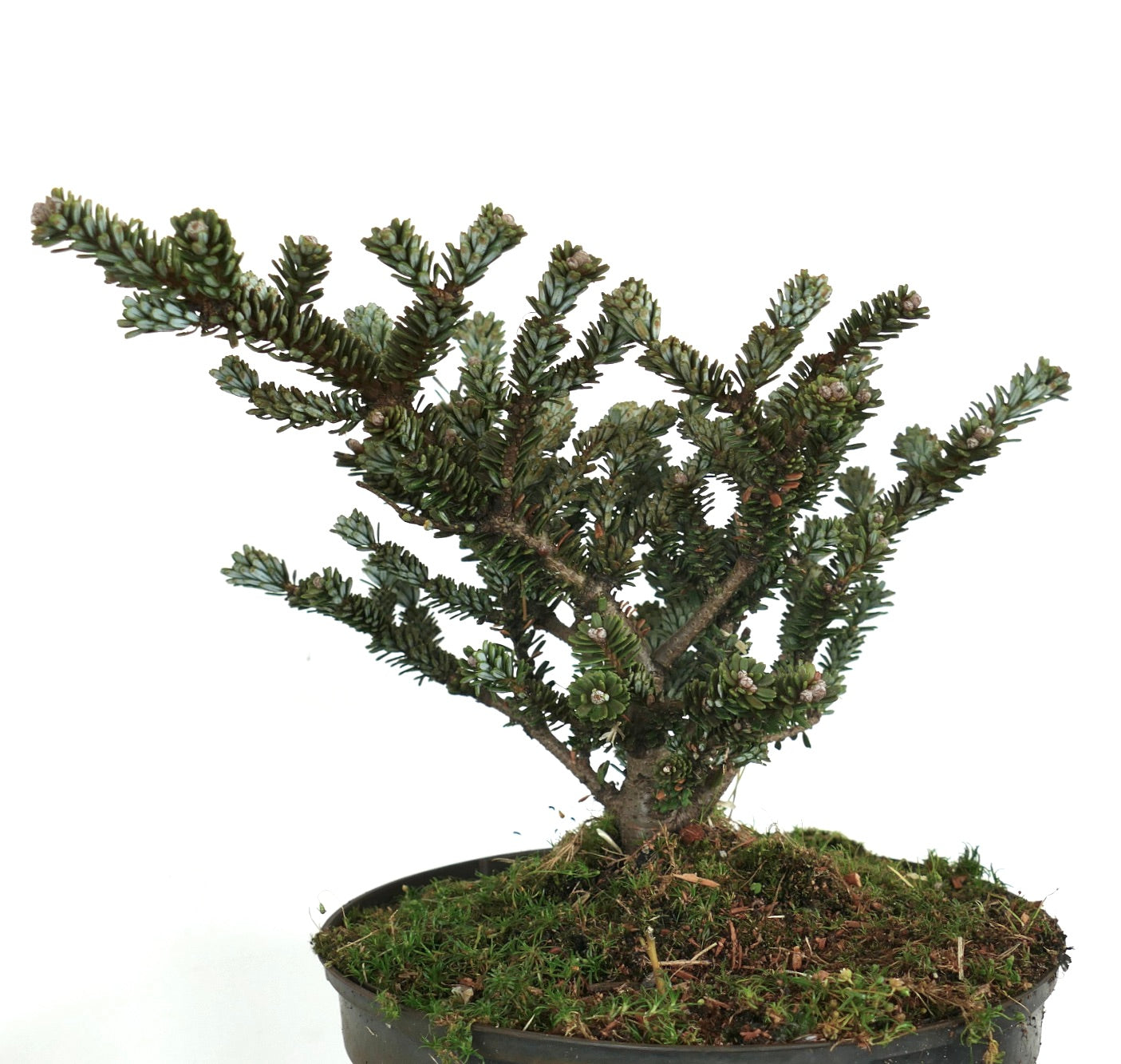 Abies koreana compact dwarf conifer with dense blue-green needles and woody cones in pot
