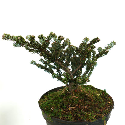 Abies koreana compact bonsai with dense dark green needles and small cones in pot