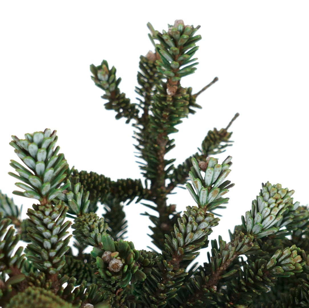 Abies koreana dense evergreen conifer with short, dark green needles and white undersides