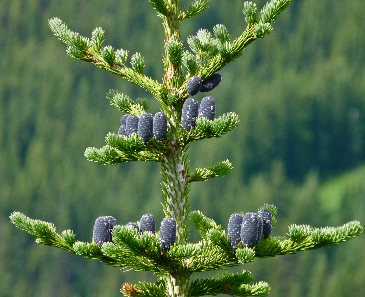 Abies lasiocarpa