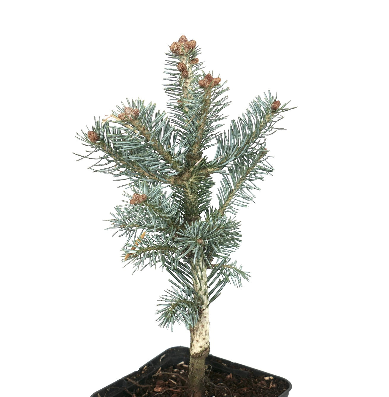 Abies lasiocarpa cv SILVER MOUNTAIN