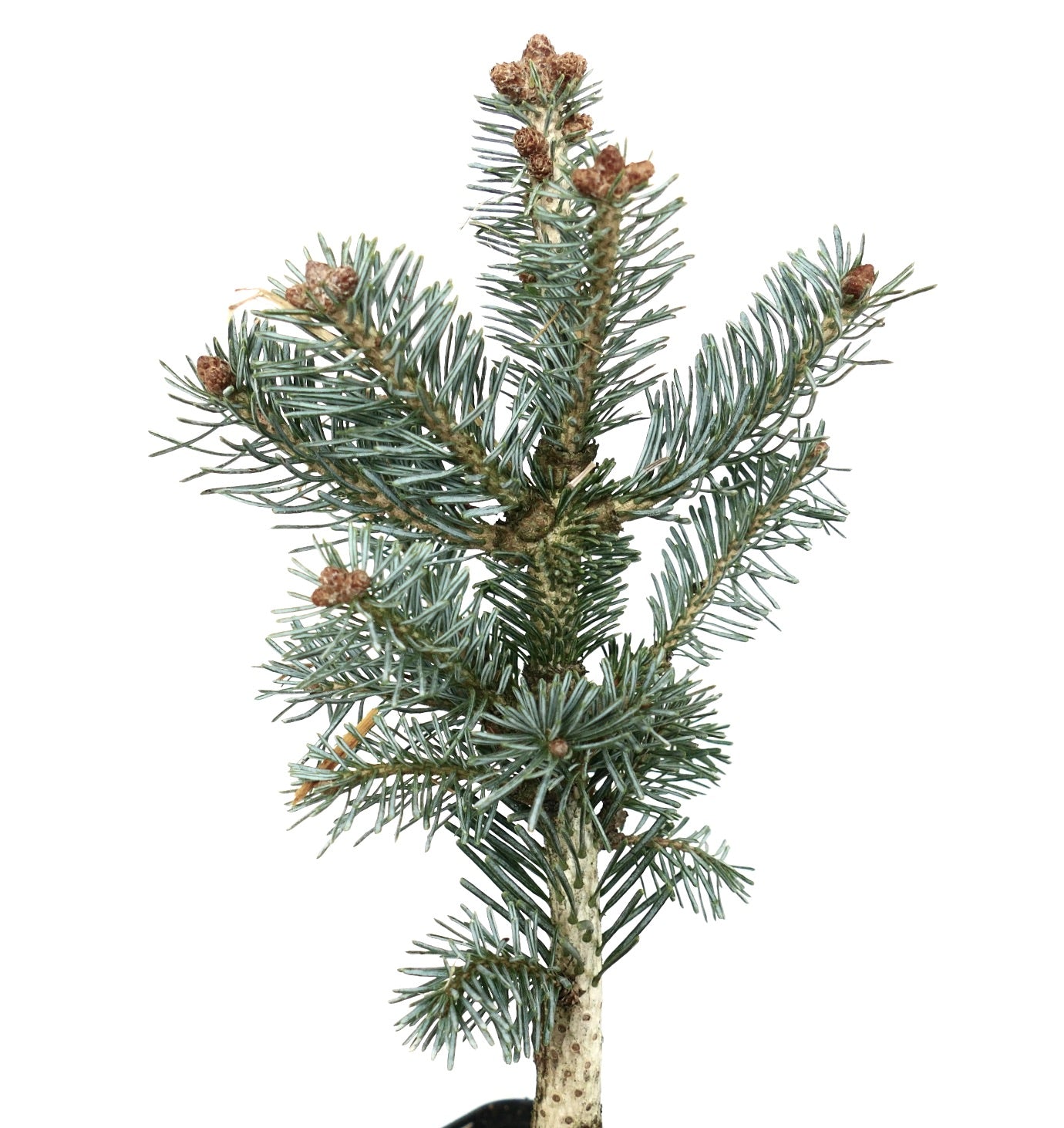 Abies lasiocarpa cv SILVER MOUNTAIN