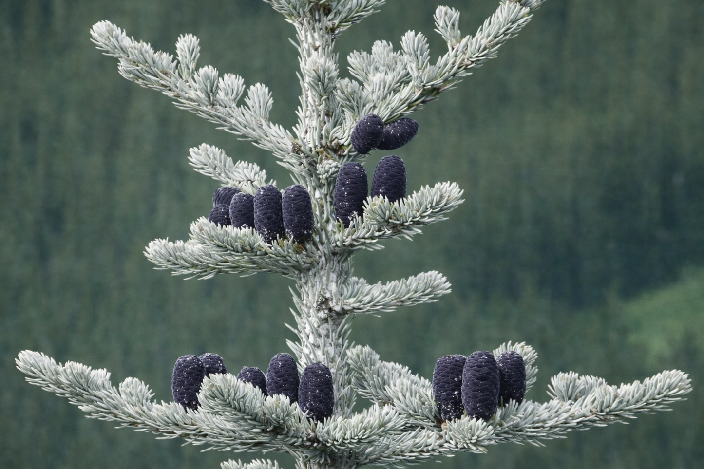 Abies lasiocarpa cv SILVER MOUNTAIN