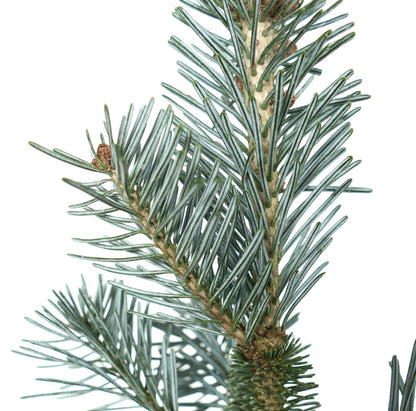 Abies lasiocarpa cv SILVER MOUNTAIN