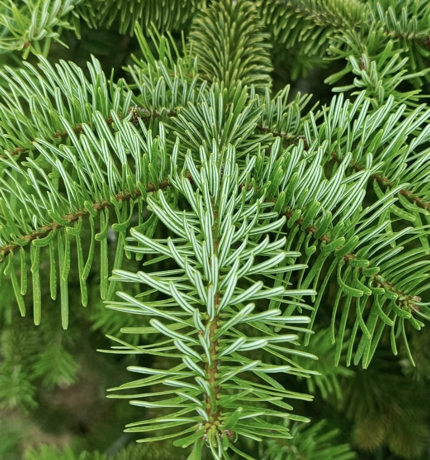 Abies nordmanniana equi-trojan
