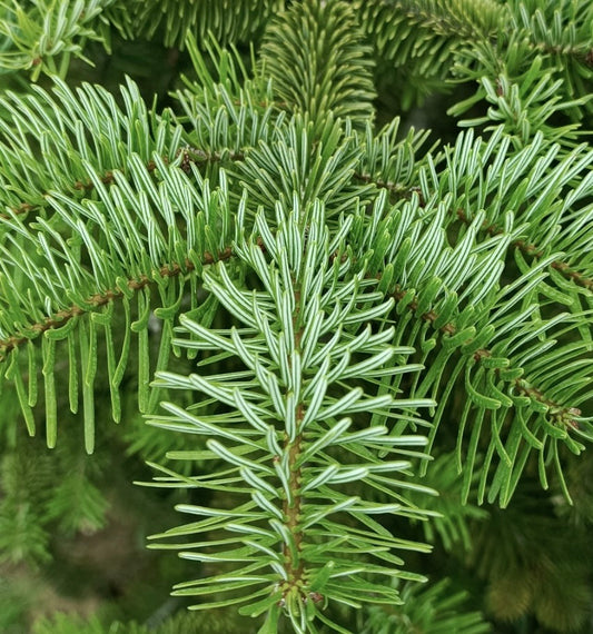 Abies nordmanniana equi-trojan
