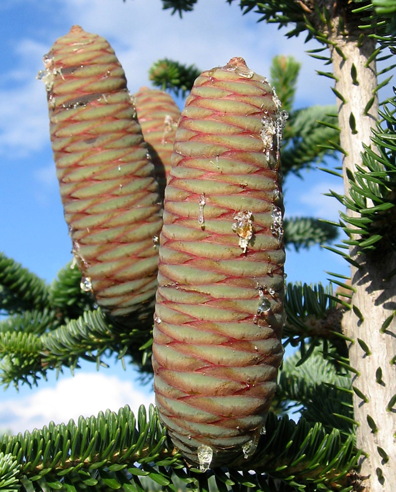 Abies numidica 50-60cm