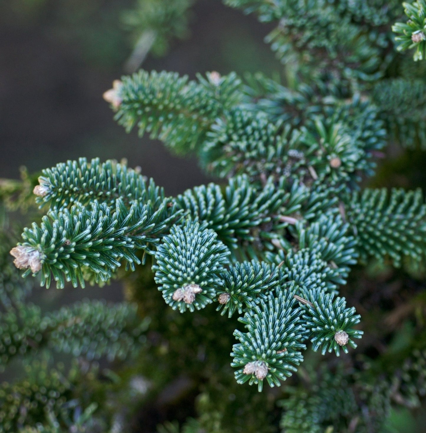 Abies numidica 50-60cm