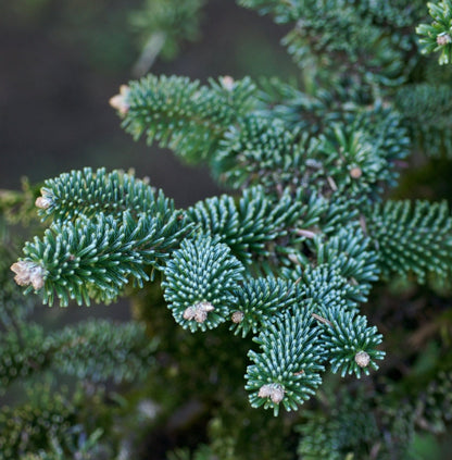 Abies numidica 50-60cm