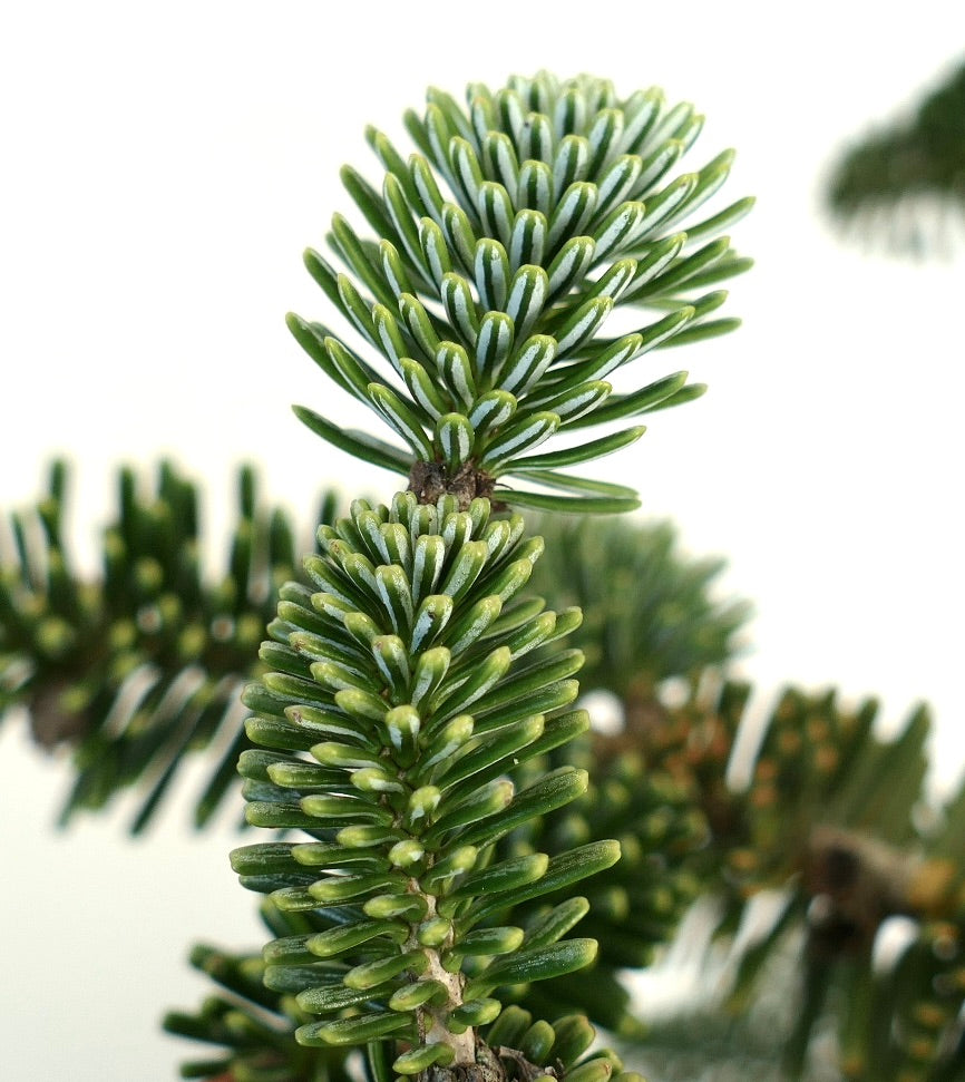 ภาพระยะใกล้ของคลัสเตอร์เข็มสีเขียวหนาทึบบนกิ่งต้นสน Abies numidica