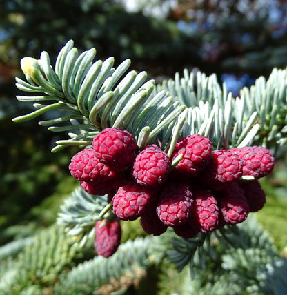 Abies procera leuchtend rote Zapfen mit silbrig-blauem Nadel-Laub im Nahaufnahme