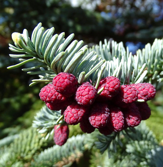 Abies procera form ‘glauca’