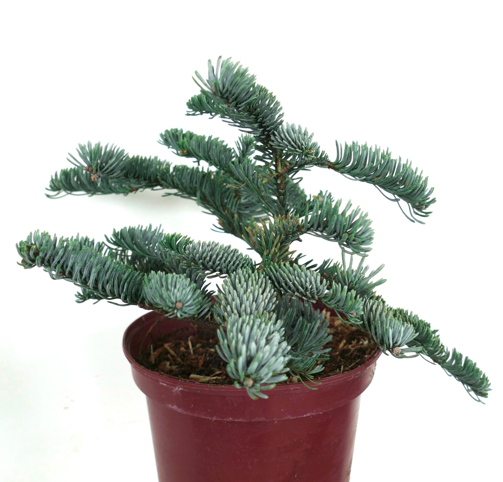 Abies procera kompakte blau-grüne Nadel, immergrüner Nadelbaum im roten Topf