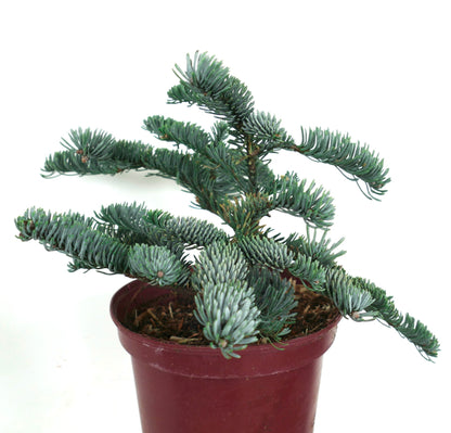 Abies procera kompakte blau-grüne Nadel, immergrüner Nadelbaum im roten Topf