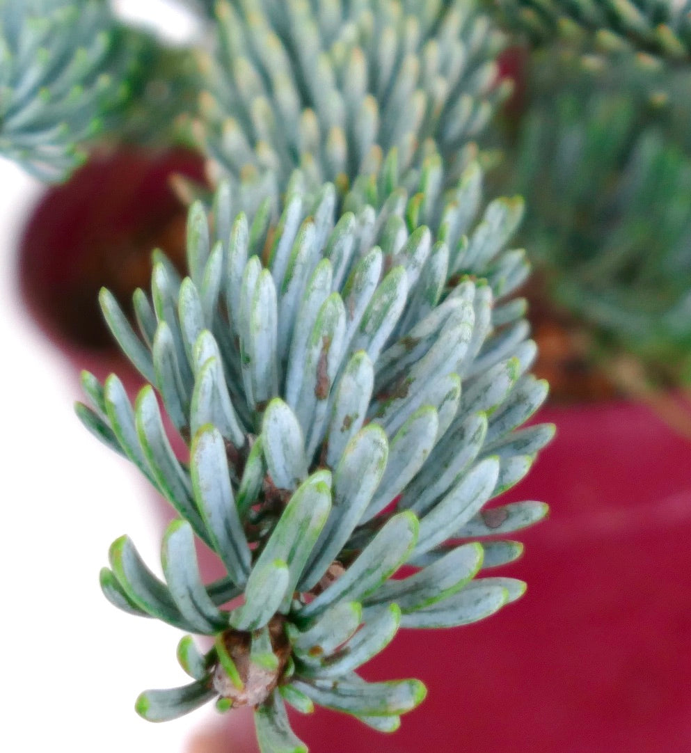 Abies procera Hybrid | Rare Specimen for Your Collection
