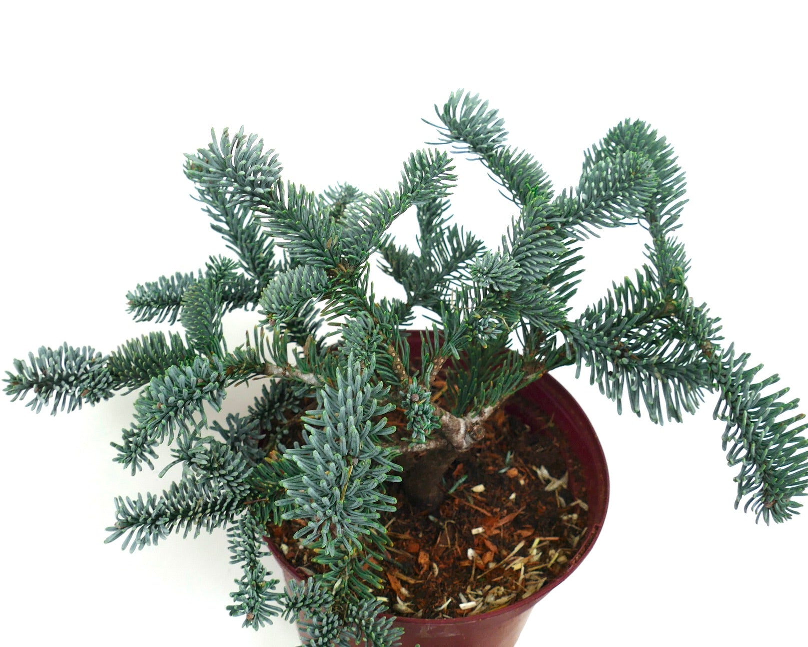 Abies procera kompakter Bonsai mit dichtem blau-grünem Nadelflor im Topf
