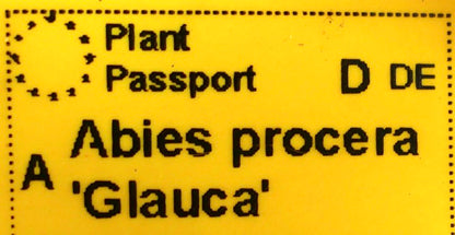 Abies procera 'Glauca' seltener Nadelbaum mit silbrig-blauen Nadeln und dichtem Laub