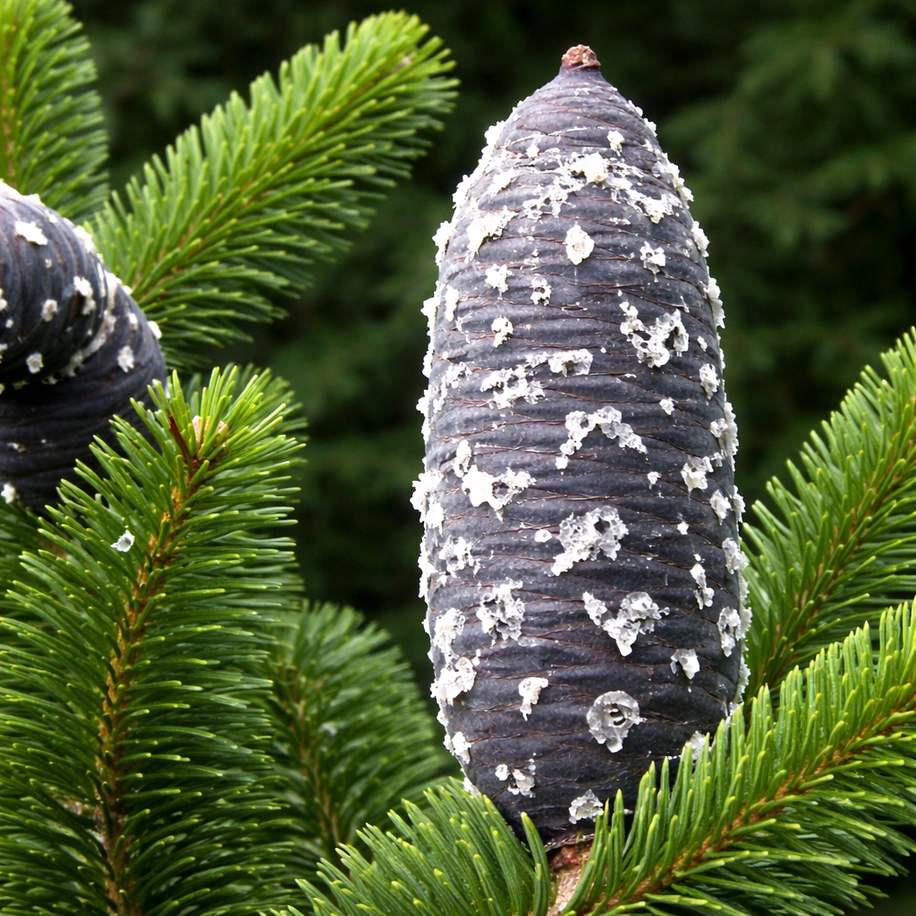 Abies pseudochensiensis