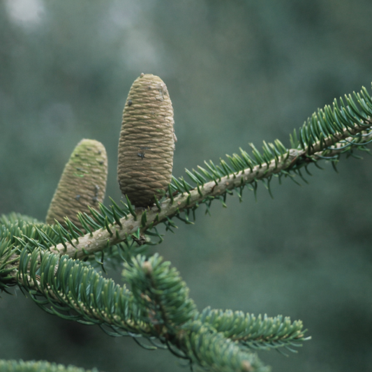 Abies recurvata