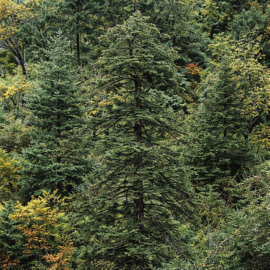 Abies recurvata var. ernestii