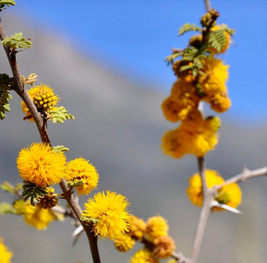アカシア・カベン 明るい黄色のふわふわした花、小さな緑の葉と枝にあるトゲ