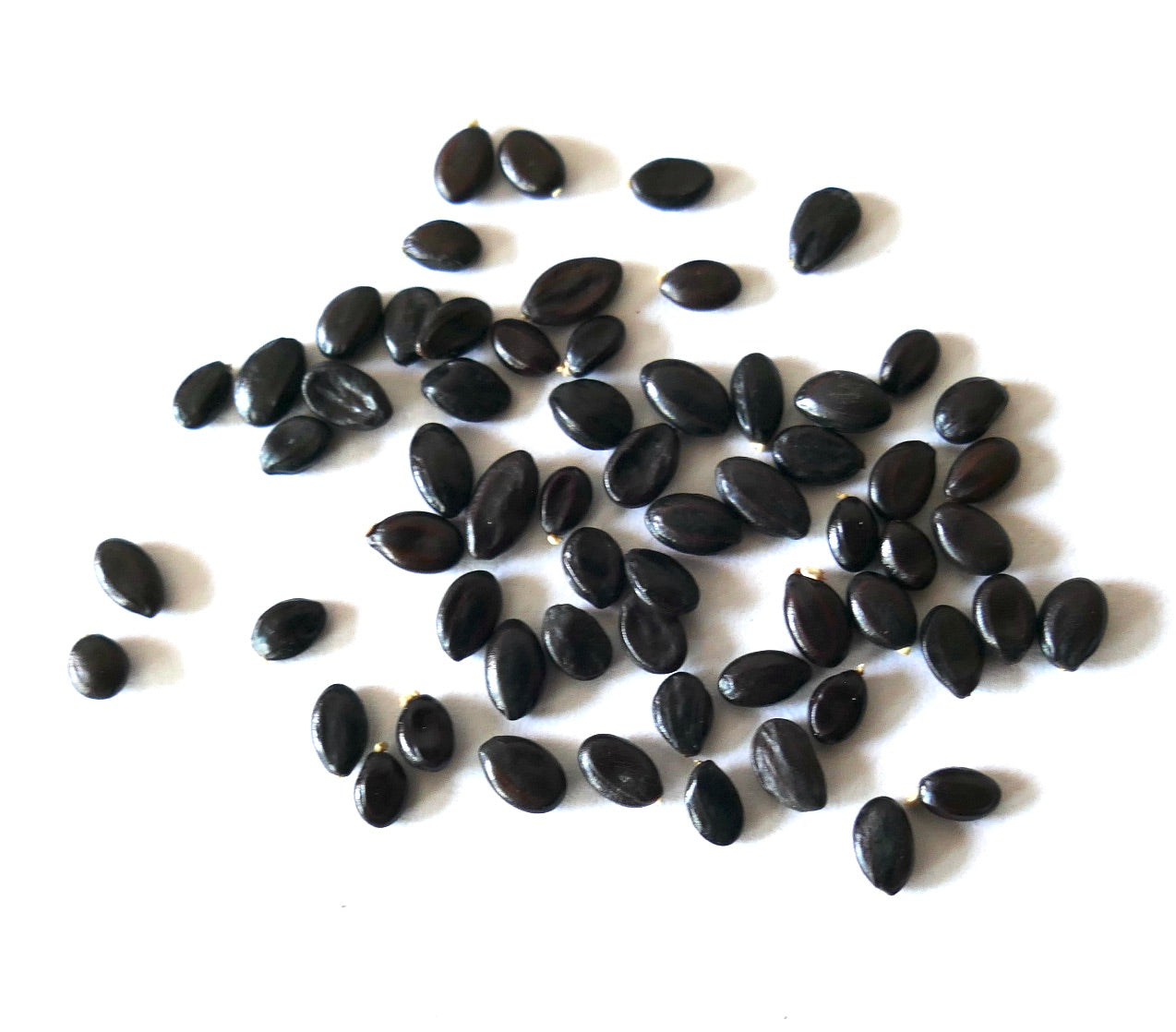 Semillas negras brillantes de Acacia melanoxylon esparcidas sobre fondo blanco