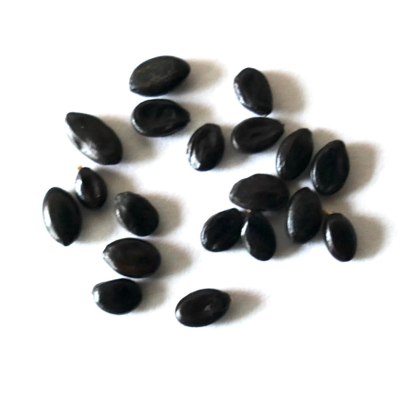 Semillas negras brillantes de Acacia melanoxylon dispersas sobre fondo blanco