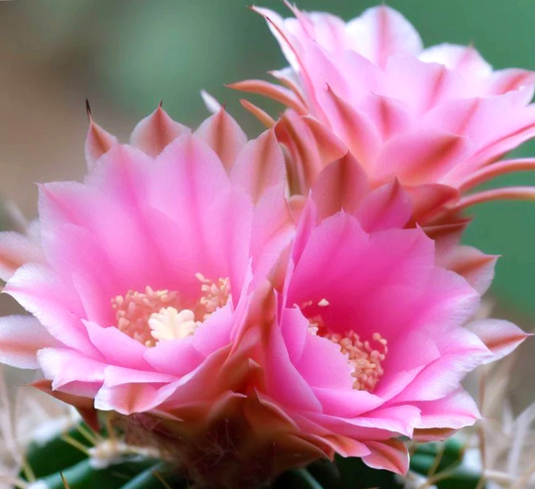 Acanthocalycium australis vibrant pink cactus flowers with delicate petals and yellow stamens