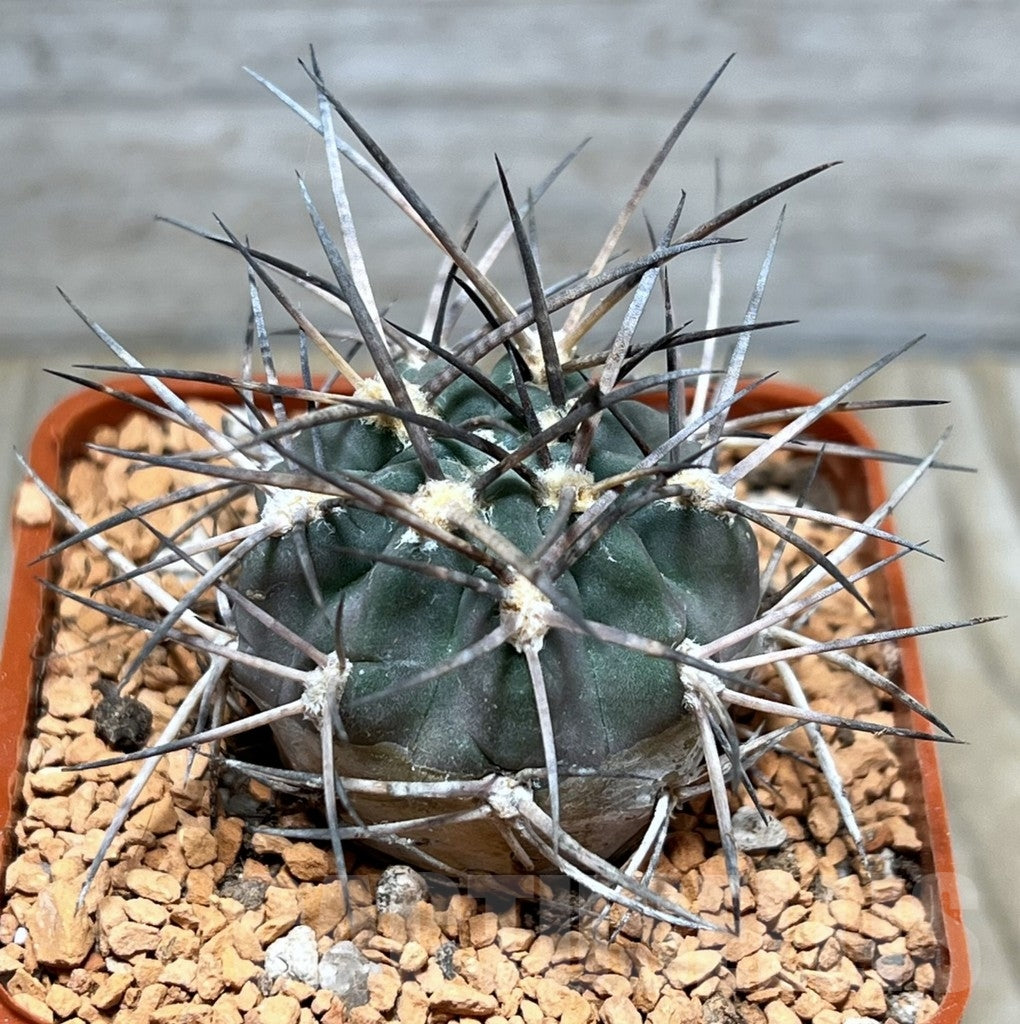Acanthocalycium erythranthum small dark green cactus with long sharp spines in pot