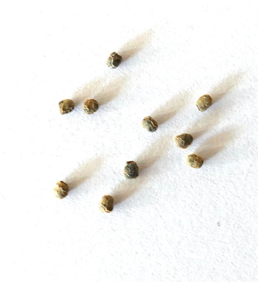 Acanthocalycium glaucum WR872 SEMENTES