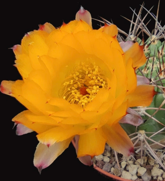 Acanthocalycium minutum cactus with vibrant yellow flower and sharp spines in pot