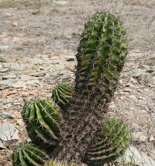 Acanthocalycium rhodotrichum green cactus with prominent spines and ribbed structure in dry terrain