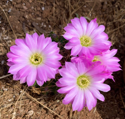 Acanthocalycium spiniflorum cactus with bright pink flowers and yellow centers in natural soil