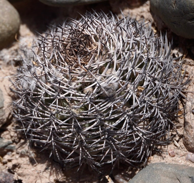 Acanthocalycium thionanthum dichter, dorniger grauer Kaktus mit strahlenförmigen, scharfen Stacheln auf felsigem Boden