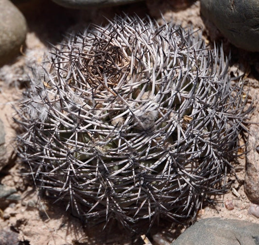 Acanthocalycium thionanthum dense spiny gray cactus with radial sharp spines on rocky soil
