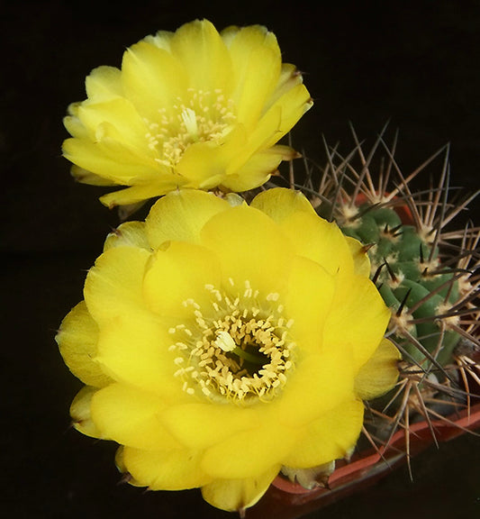 Acanthocalycium variiflorum cactus with bright yellow flowers and sharp spines in pot
