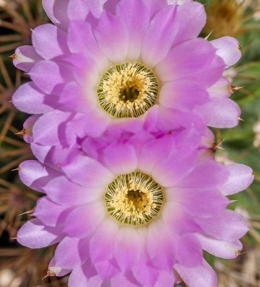 Acanthocalycium violaceum cactus with vibrant pink flowers and yellow stamens blooming