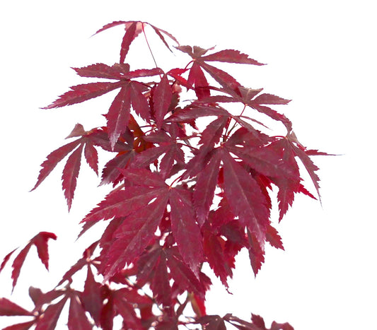 Acer palmatum cv DESHOJO vibrant red deeply lobed maple leaves close-up